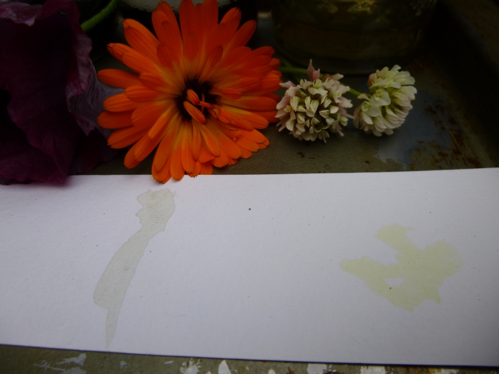 Calendula and Clover DIY Flower Petal Ink